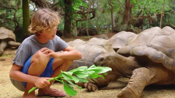 Interazione tra esseri umani e animali. Il ragazzo accarezza una grande tartaruga allo zoo. La tartaruga gode della cura delle persone. — Video Stock