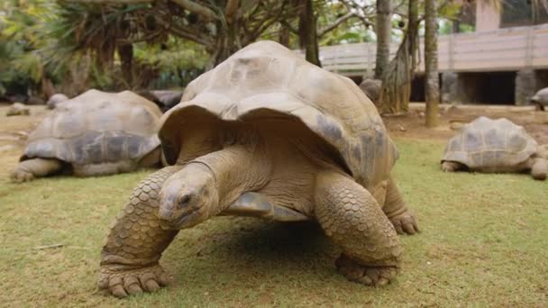 Tortuga gigante en parque tropical en Mauricio. Tortuga en hábitat natural. Mauricio. — Vídeos de Stock