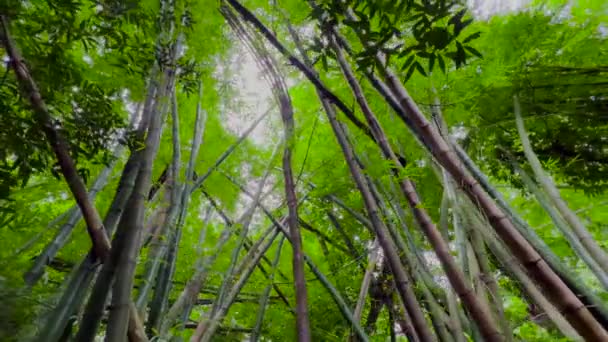 Gyönyörű napfény tör át a sűrű trópusi növények fejlődik a szél. A napfény áttör a bambuszleveleken. — Stock videók