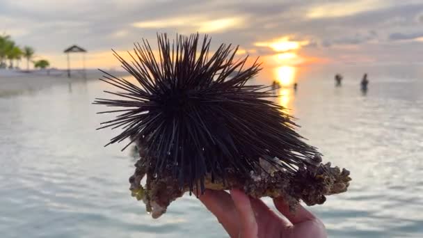 Muž drží mořského ježka v ruce nad mělkým oceánem za odlivu. Místní rybář drží ve svých rukou jedovatého a nebezpečného černého ježka s bodci — Stock video