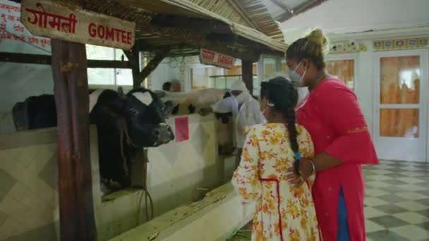 Mauricio, Ganga Talao, 18 de enero de 2022: Vacas en un templo indio. Gente acariciando animales lindos — Vídeos de Stock