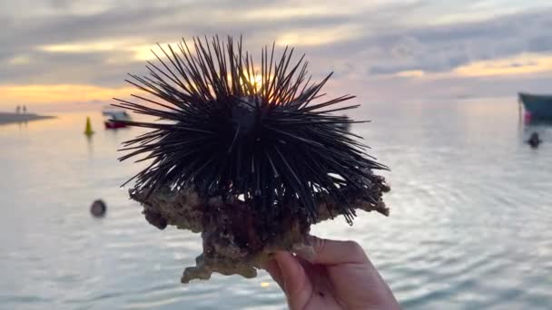 A man holds a sea urchin that he caught in the water in the Indian Ocean. Sunset through the needles of a sea urchin — Stock Video