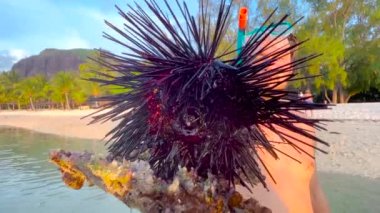 Adam elinde deniz kestanesini alçak gelgitte sığ okyanusun üzerinde tutuyor. Yerel balıkçı elinde zehirli ve tehlikeli sivri uçlu bir kestane tutuyor.