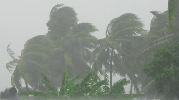Циклон BATSIRAI. Сильний дощ розбиває пальми. Дерево гілки згинаються під сильним штормом і вітром в погану погоду — стокове відео