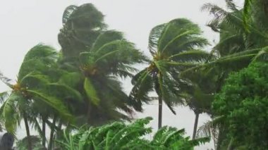 Kasırga boyunca rüzgarda esen palmiye ağaçları.