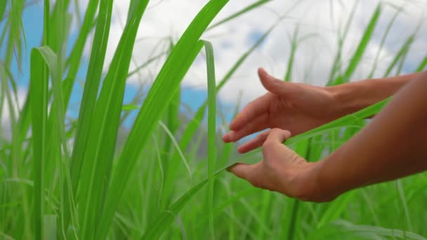 Närbild. Lantbrukare hand med inspektera sockerrör. Arbetstagare som håller sockerrörsblad, ekologiskt jordbruk — Stockvideo