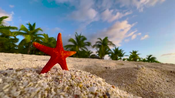 Primer plano de la estrella de mar roja en una playa — Vídeo de stock