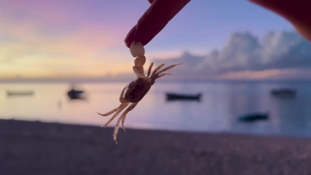 Crabe sauvage mordu le doigt des filles sur le fond du coucher de soleil — Video