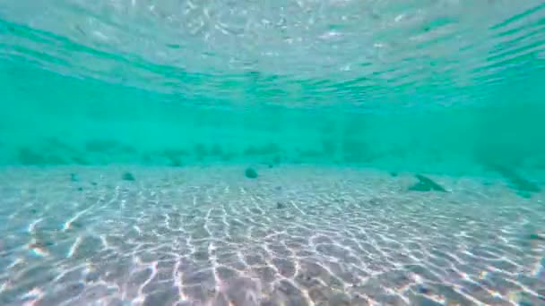 Unterwasserblick auf kristallklares Meerwasser in der Karibik — Stockvideo