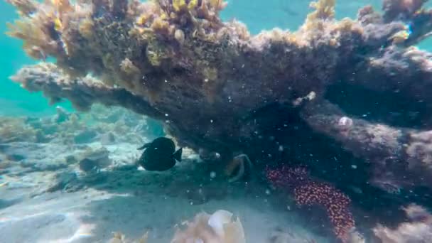Underwater scene near rock of corals in Indian ocean. — Stock Video