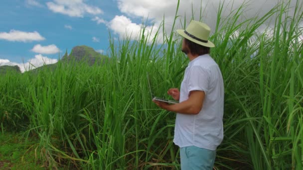 Agriculteur et technologie, agriculteur se tiennent dans le champ de canne à sucre. Jeune agronome avec ordinateur portable. Agriculture de précision avec logiciel de gestion des données en ligne — Video