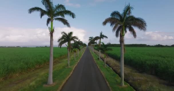 Luchtfoto van de palmbomen die passeren onder zonnige blauwe luchten. Brede opname van het rijden met de camera omhoog te kijken naar palmbomen. — Stockvideo