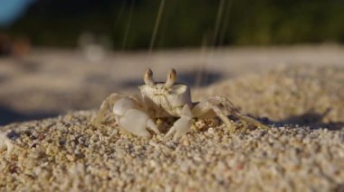 Kumsalda oturan küçük bir yengecin yakınına git ve yavaş çekimde kaç.