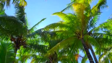 Tropikal palmiye yapraklarının arka planı rüzgarda sallanıyor ve güneş ışığı ve gölgeler yaprakların üzerine düşüyor.