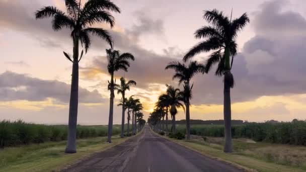 美丽的路，夕阳西下，绿椰树点缀 — 图库视频影像