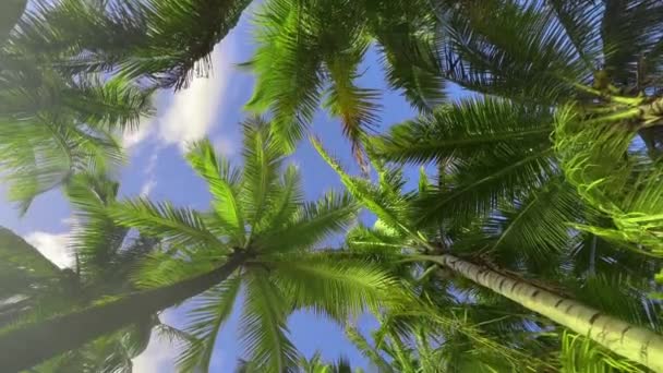 風に揺れる熱帯の椰子の木の葉の背景や、葉に降りかかる陽射しや影。 — ストック動画
