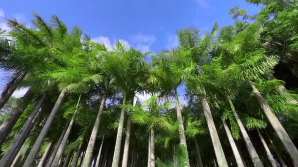 Background of tropical palm tree leaves swaying in the breeze and the way sunlight and shadow is falling on the leaves — Wideo stockowe