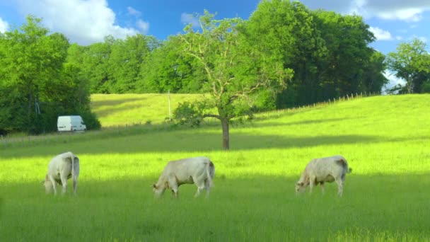 Acercamiento Machos Toros Vacas Pastando Césped Campo Francia Comiendo Heno — Vídeos de Stock