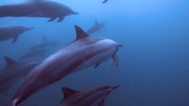 Delfines Jugando Agua Azul Una Inyección Submarina Delfines Salvajes Respirando — Vídeos de Stock