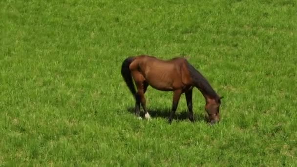 Brązowy Koń Zielonym Polu Lotu Ptaka Samotny Koń Wypasa Się — Wideo stockowe
