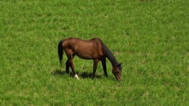 Brown Horse Green Field Birds Eye View Lone Horse Grazes — 비디오