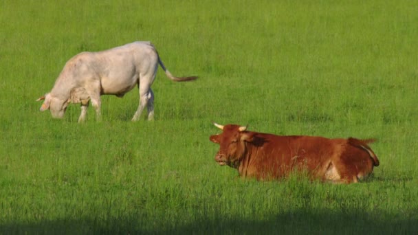 Happy Alpine Milky White Cows Grazing Green Grass Food Crisis — Wideo stockowe