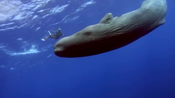 Whales Playing Blue Water Underwater Shot Wild Whale Taking Breath — 비디오