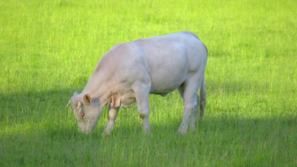 Close Stud Beef Bulls Cows Grazing Grass Field France Eating — Stock Video