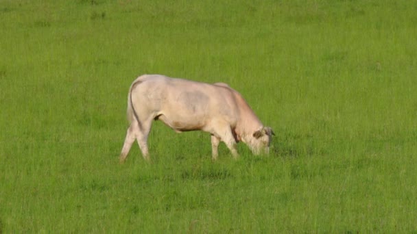 Close Stud Beef Bulls Cows Grazing Grass Field France Eating — Αρχείο Βίντεο