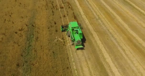 Field Wheat Ears Sunset Food Crisis World Hunger Concept Growing — Stock video