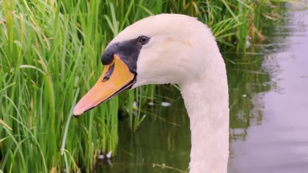 White Swans Swimming River Close High Quality Footage — Stockvideo