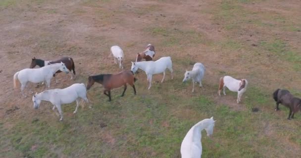 Wilde Paarden Staan Het Prachtige Groene Gras Herd Van Paarden — Stockvideo
