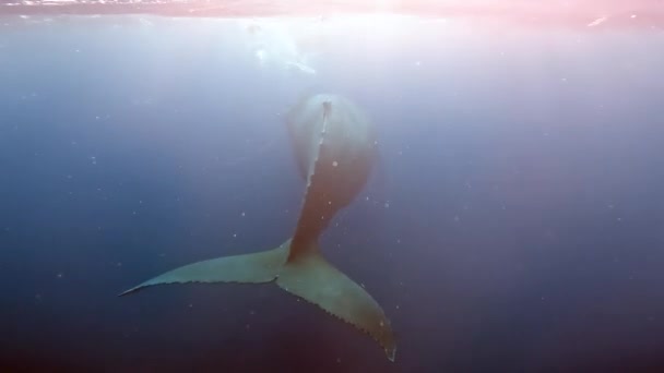 Nadar Con Ballena Agua Pura Transparente Océano Índico Ballena Azul — Vídeo de stock