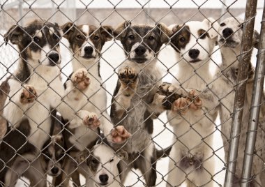 kızak köpeği yavruları