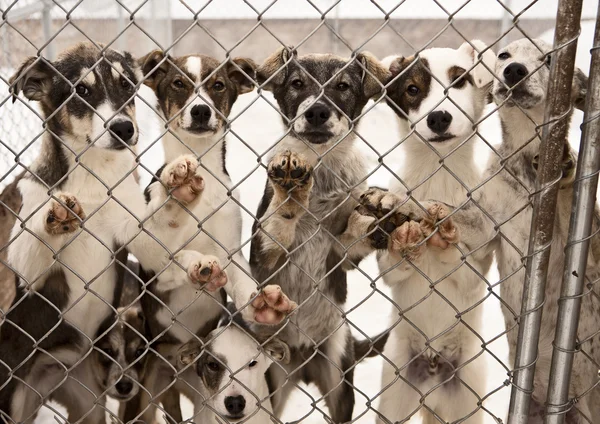 Släde hund valpar — Stockfoto