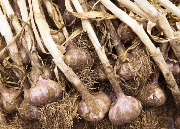 Aglio biologico — Foto Stock