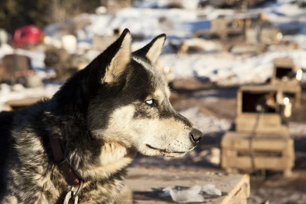 kızak köpeği Beyaz gözlü