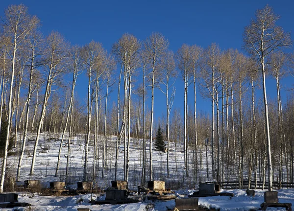 Aspens au chenil de chien de traîneau — Photo