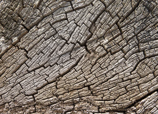 Textura de tronco de madeira à deriva — Fotografia de Stock