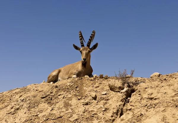 Ibex na wzgórzu — Zdjęcie stockowe