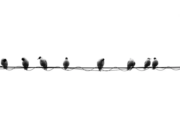 Eight Birds On A Wire — Stock Photo, Image