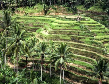 Teraslı pirinç paddies Bali