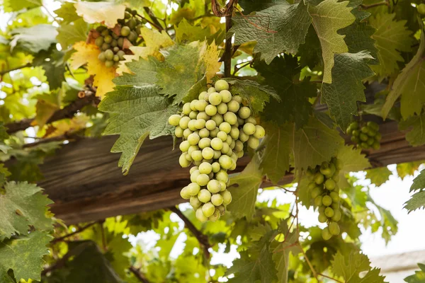 Grapes In Galilee — Stock Photo, Image