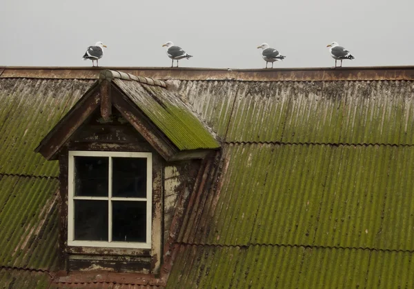 Um gaivota estranha no telhado — Fotografia de Stock