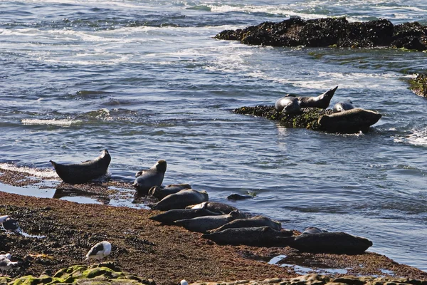 Californië zeeleeuwen — Stockfoto