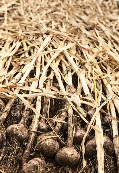 Bulbs Of Organic Garlic Drying — Stock Photo, Image