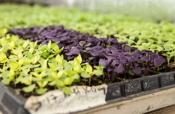 Brickor med baby sallad växter — Stockfoto