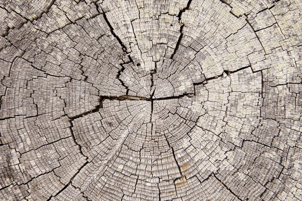 Anneaux d'arbre en bois flotté avec fissures — Photo