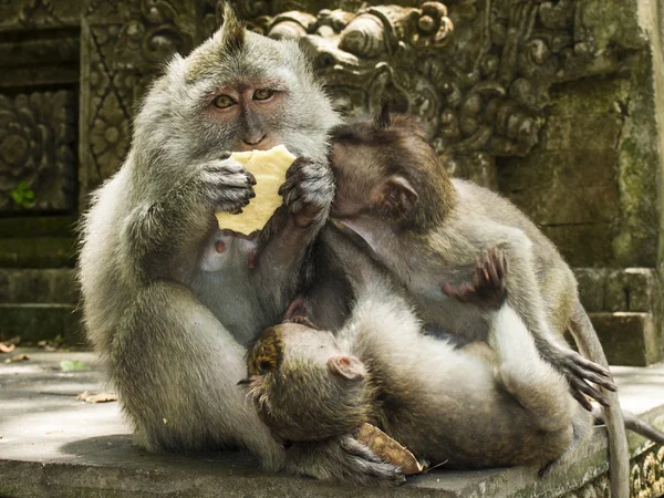 长尾猕猴的家庭 — 图库照片