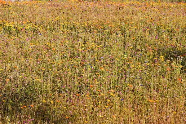 Луг полевых цветов — стоковое фото